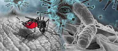 Argentina: Confirman pacientes con "coronadengue" y "coronasalmonella" Argentina: Confirman pacientes con "coronadengue" y "coronasalmonella"