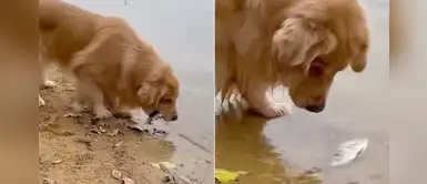 Golden retriever encuentra a un pez fuera del agua y lo devuelve Golden retriever encuentra a un pez fuera del agua y lo devuelve