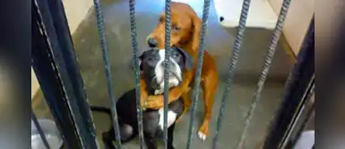 Dos perritas se enfundan en emotivo abrazo al conocer que serían sacrificadas Dos perritas se enfundan en emotivo abrazo al conocer que serían sacrificadas