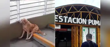 VMT: Perrito extraviado espera en las escaleras de la Línea 1 a que su familia regrese VMT: Perrito extraviado espera en las escaleras de la Línea 1 a que su familia regrese