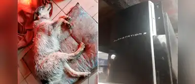 Joven vende su PlayStation para pagar la operación de su perrita atropellada Joven vende su PlayStation para pagar la operación de su perrita atropellada