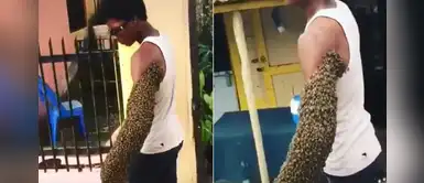Captan a hombre transportando un panal de abejas en su brazo Captan a hombre transportando un panal de abejas en su brazo