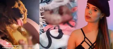 Jossmery Toledo triste por nacimiento de cachorros prematuros: "Me han dicho que no van a vivir" Jossmery Toledo triste por nacimiento de cachorros prematuros: "Me han dicho que no van a vivir"