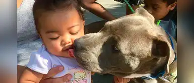 Pitbull arrastra a una bebé de 7 meses para salvarla de un incendio Pitbull arrastra a una bebé de 7 meses para salvarla de un incendio