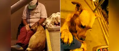 VES: Perro callejero acompaña a una vendedora a terminar sus productos VES: Perro callejero acompaña a una vendedora a terminar sus productos