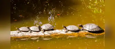 Miles de peruanos se unieron a la campaña "Apadrina una taricaya, conserva Pacaya" Miles de peruanos se unieron a la campaña "Apadrina una taricaya, conserva Pacaya"