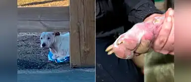 Denuncian que pitbull fue abandonado junto a una toalla de abrigo Denuncian que pitbull fue abandonado junto a una toalla de abrigo