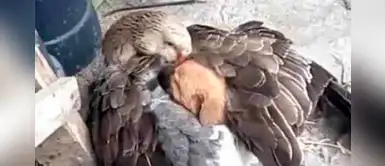 Pato acurruca bajo sus alas a un perrito sin hogar que tiritaba de frío Pato acurruca bajo sus alas a un perrito sin hogar que tiritaba de frío