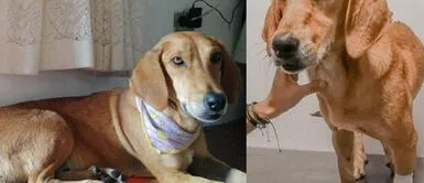 Maltrato animal: cosen con alambres a una perrita para que no tenga cachorros Maltrato animal: cosen con alambres a una perrita para que no tenga cachorros