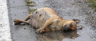 Perrita en estado de embarazo que fue abandonada recibe nueva oportunidad para sobrevivir Perrita en estado de embarazo que fue abandonada recibe nueva oportunidad para sobrevivir