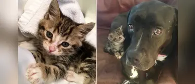 Pitbull se convierte en "madre adoptiva" de un gatito encontrado en la calle Pitbull se convierte en "madre adoptiva" de un gatito encontrado en la calle