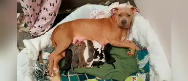 Perrita decidió hacerse cargo de las 8 crías huérfanas que dejó su amiga Perrita decidió hacerse cargo de las 8 crías huérfanas que dejó su amiga