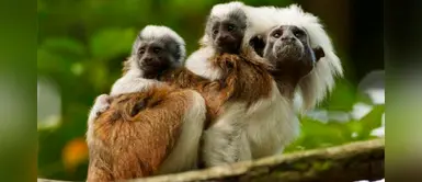 Los monos titíes escuchan conversaciones ajenas, según estudio Los monos titíes escuchan conversaciones ajenas, según estudio