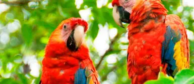 Parque Nacional del Manu: primera área natural protegida con sistema de internet satelital Parque Nacional del Manu: primera área natural protegida con sistema de internet satelital