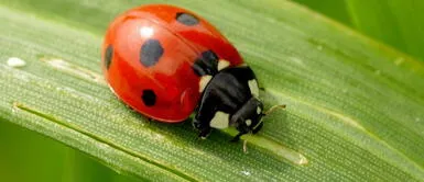 Jhan Sandoval revela el verdadero significado de soñar con una mariquita Jhan Sandoval revela el verdadero significado de soñar con una mariquita