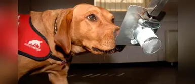 Los perros son capaces de detectar tumores con un 93% de precisión, según estudio Los perros son capaces de detectar tumores con un 93% de precisión, según estudio