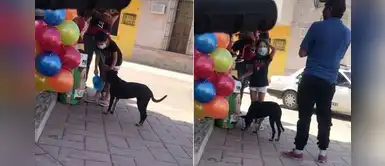 Niña roba una bolsa de galletas para alimentar a un perro callejero Niña roba una bolsa de galletas para alimentar a un perro callejero