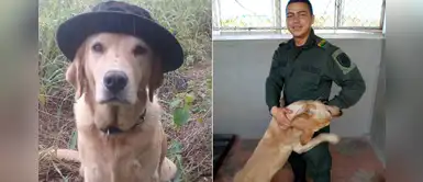 Perro policía alerta sobre una mina, pero fallece debido a la explosión Perro policía alerta sobre una mina, pero fallece debido a la explosión