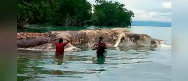 Descubren misteriosa y gigantesca criatura marina en una isla de Indonesia Descubren misteriosa y gigantesca criatura marina en una isla de Indonesia