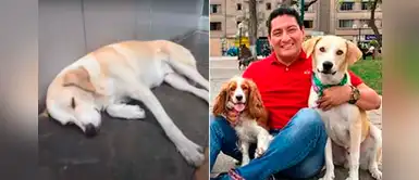 Surquillo: Perrito que esperaba afuera de un hospital a su dueño muerto fue adoptado Surquillo: Perrito que esperaba afuera de un hospital a su dueño muerto fue adoptado