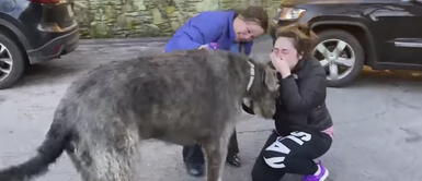 Familia llora al reunirse con su perro tras perderlo en un accidente de auto Familia llora al reunirse con su perro tras perderlo en un accidente de auto