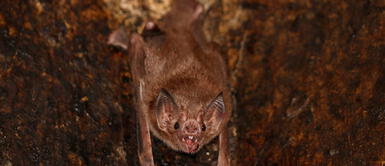 Tailandia: Científicos encuentran murciélagos con un nuevo coronavirus Tailandia: Científicos encuentran murciélagos con un nuevo coronavirus