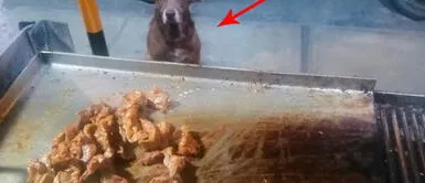 Perro sin familia visita cada noche un restaurante para ver si consigue comida Perro sin familia visita cada noche un restaurante para ver si consigue comida