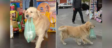 Falleció "Buddy", el golden retriever que iba a la tienda a comprar sus alimentos Falleció "Buddy", el golden retriever que iba a la tienda a comprar sus alimentos