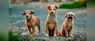 Estudiante crea galletas anticonceptivas para las mascotas callejeras Estudiante crea galletas anticonceptivas para las mascotas callejeras
