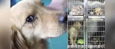 Golden retriever llora tras ser rescatado de un restaurante donde iban a cocinarlo Golden retriever llora tras ser rescatado de un restaurante donde iban a cocinarlo