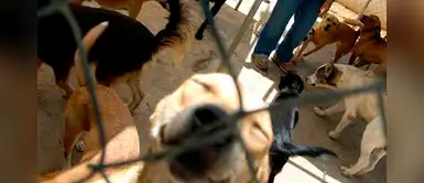 Rescatan a 166 perros y los trasladan a Estados Unidos para ser adoptados Rescatan a 166 perros y los trasladan a Estados Unidos para ser adoptados