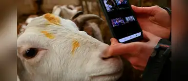 Mujer alquila sus cabras para "amenizar" videollamadas y salvar su granja Mujer alquila sus cabras para "amenizar" videollamadas y salvar su granja