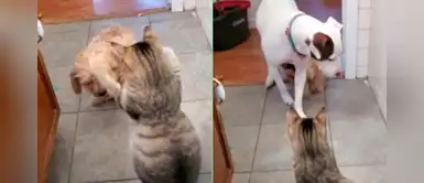 Cachorro llama a otro perro más grande para defenderse de un "gato abusivo" Cachorro llama a otro perro más grande para defenderse de un "gato abusivo"