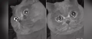 Gatito "lloró" cuando escuchó a su dueña hablarle a través de una cámara Gatito "lloró" cuando escuchó a su dueña hablarle a través de una cámara