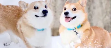Fallece corgi de Japón que se hizo viral por sus divertidas muecas Fallece corgi de Japón que se hizo viral por sus divertidas muecas
