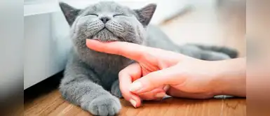 Día Internacional del Gato: ¿Por qué es importante la fecha y cómo celebrarla? Día Internacional del Gato: ¿Por qué es importante la fecha y cómo celebrarla?