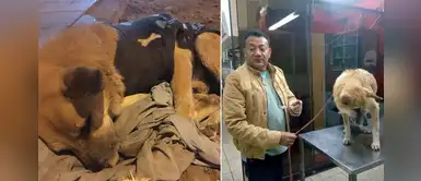 Callao: Perrito abandonado por su familia en el Aeropuerto Jorge Chávez fue adoptado Callao: Perrito abandonado por su familia en el Aeropuerto Jorge Chávez fue adoptado