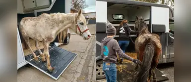 Logran rescatar a caballos que vivían en un basurero cerca de derrumbarse Logran rescatar a caballos que vivían en un basurero cerca de derrumbarse