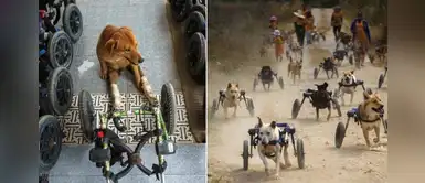 Empresario pasea diariamente a los perritos discapacitados que adoptó Empresario pasea diariamente a los perritos discapacitados que adoptó