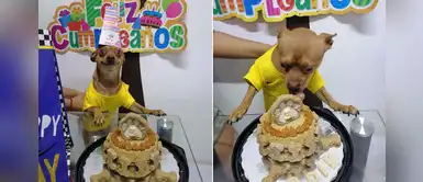 Chihuahua se muestra feliz al recibir una fiesta sorpresa por su cumpleaños Chihuahua se muestra feliz al recibir una fiesta sorpresa por su cumpleaños