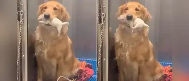 Golden retriever carga con el hocico a su cría para evitar su adopción Golden retriever carga con el hocico a su cría para evitar su adopción
