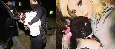 Roban perros de Lady Gaga y ella ofrece 500 mil dólares por rescate Roban perros de Lady Gaga y ella ofrece 500 mil dólares por rescate
