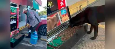 Gasolinera instaló comedor para los perritos callejeros: "Lo hicimos grande" Gasolinera instaló comedor para los perritos callejeros: "Lo hicimos grande"