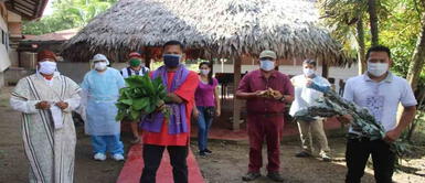 Matico, la planta medicinal que alivia algunos síntomas de la Covid 19 Matico, la planta medicinal que alivia algunos síntomas de la Covid 19
