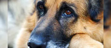 La muerte de un perro es tan dolorosa como perder a un familiar, según estudio La muerte de un perro es tan dolorosa como perder a un familiar, según estudio