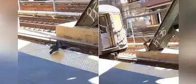 Dos palomas "asesinan" a otra luego de empujarla hacia las vías del tren Dos palomas "asesinan" a otra luego de empujarla hacia las vías del tren