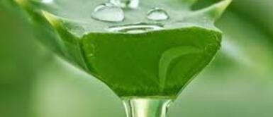 Atrae la buena energía con estos rituales con sábila Atrae la buena energía con estos rituales con sábila