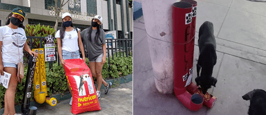 SJL: Jóvenes instalan dispensadores de comida para los animales callejeros SJL: Jóvenes instalan dispensadores de comida para los animales callejeros