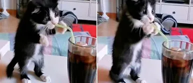 Gatito intenta tomar gaseosa con pajita pero no lo consigue Gatito enternece las redes al intentar tomar gaseosa con pajita