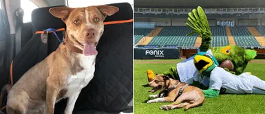 Pericos de Puebla, el equipo que adoptó a un perrito abandonado con lesión Pericos de Puebla, el equipo que adoptó a un perrito abandonado con lesión